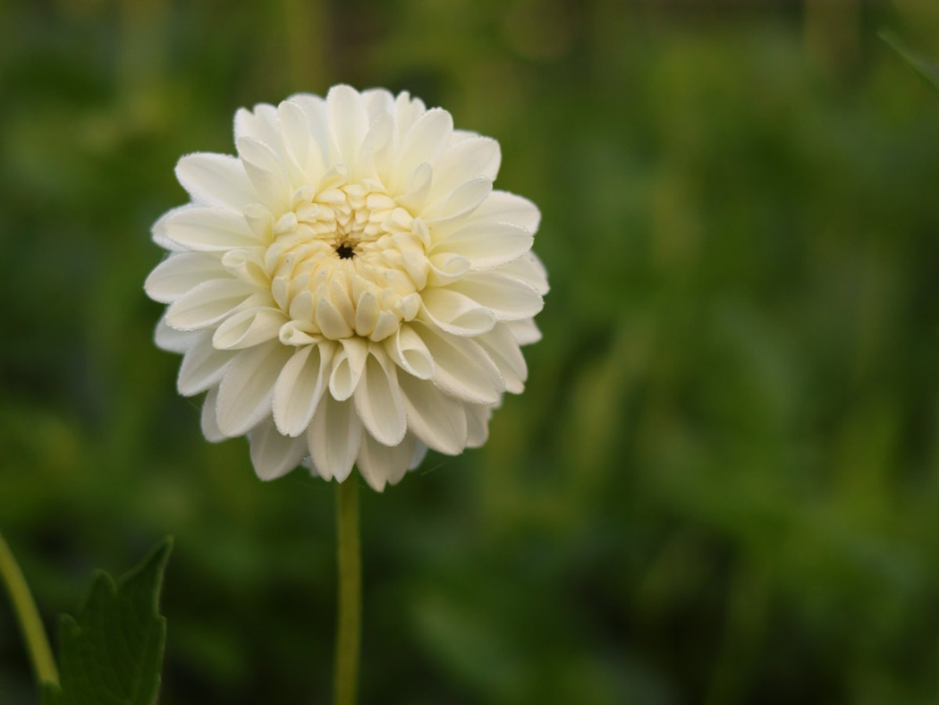 White Ball Dahlia - Boom Boom White - 1 Tuber