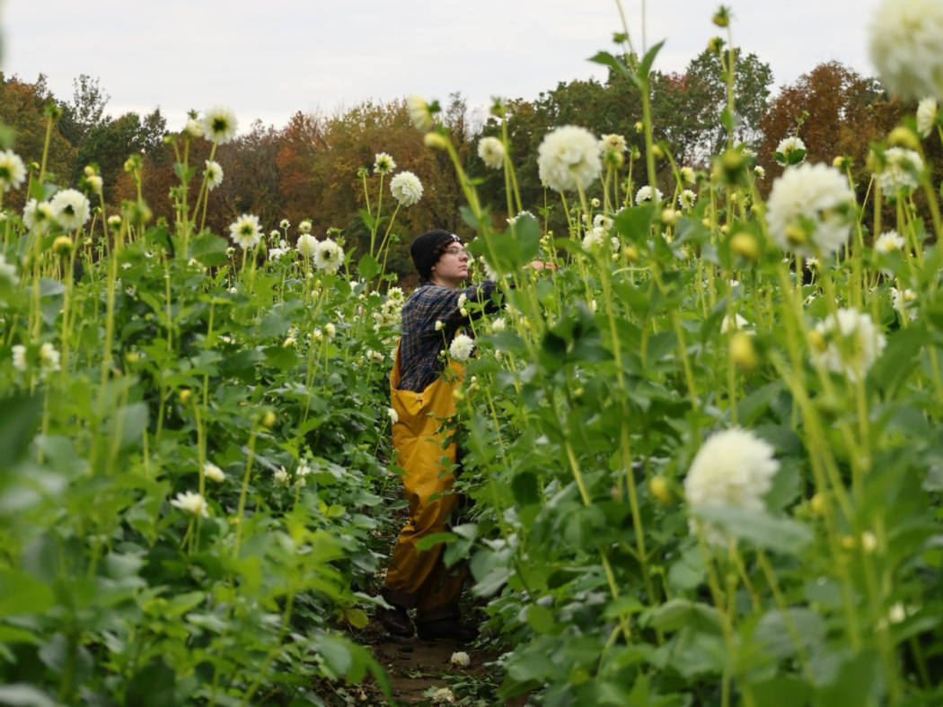 White Ball Dahlia - Boom Boom White - 1 Tuber