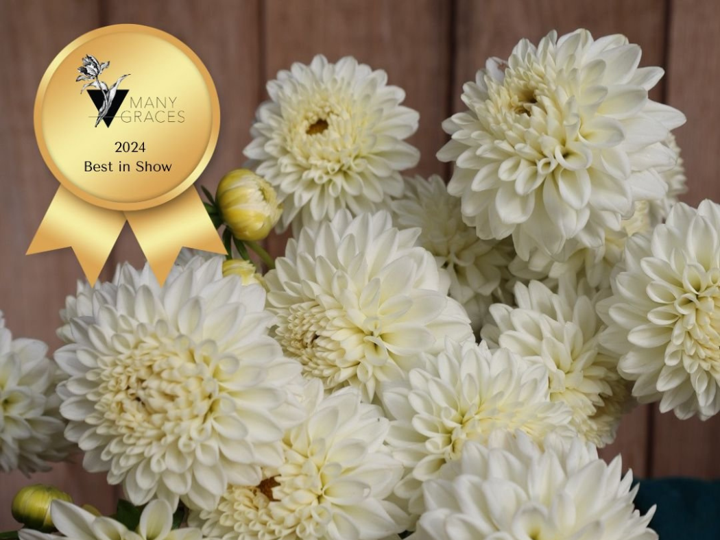 White Ball Dahlia - Boom Boom White - 1 Tuber