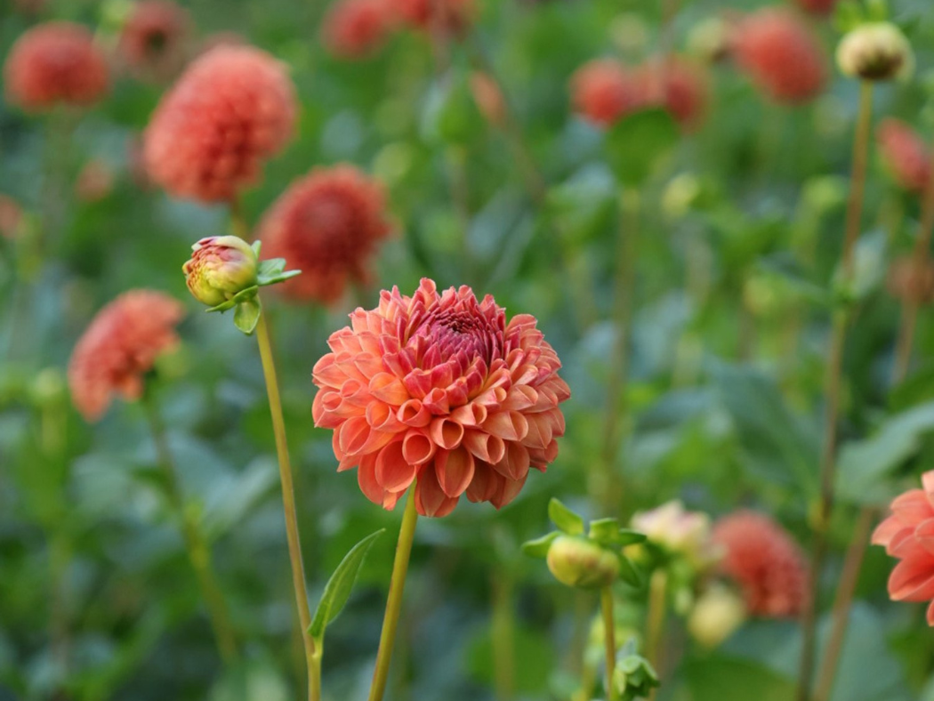 Mixed Dahlia Tubers - MG Favorites Grab Bag - 3 Tubers