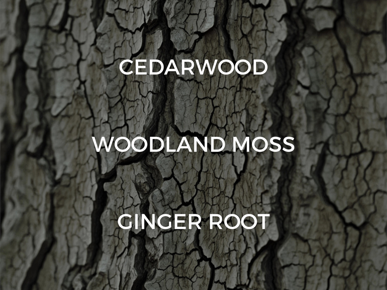Dried Cedar + Moss Candle - 7.75oz