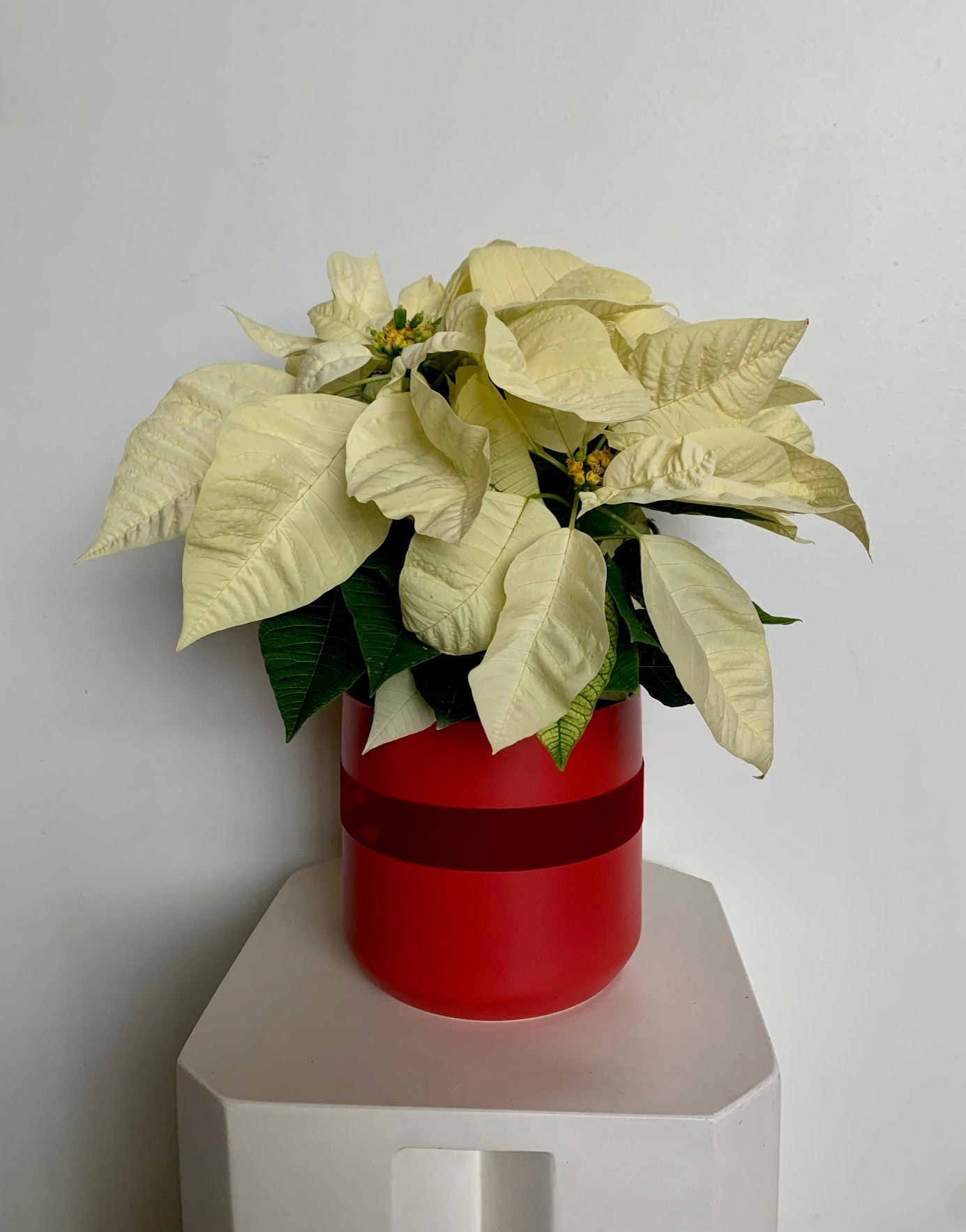 Poinsettia