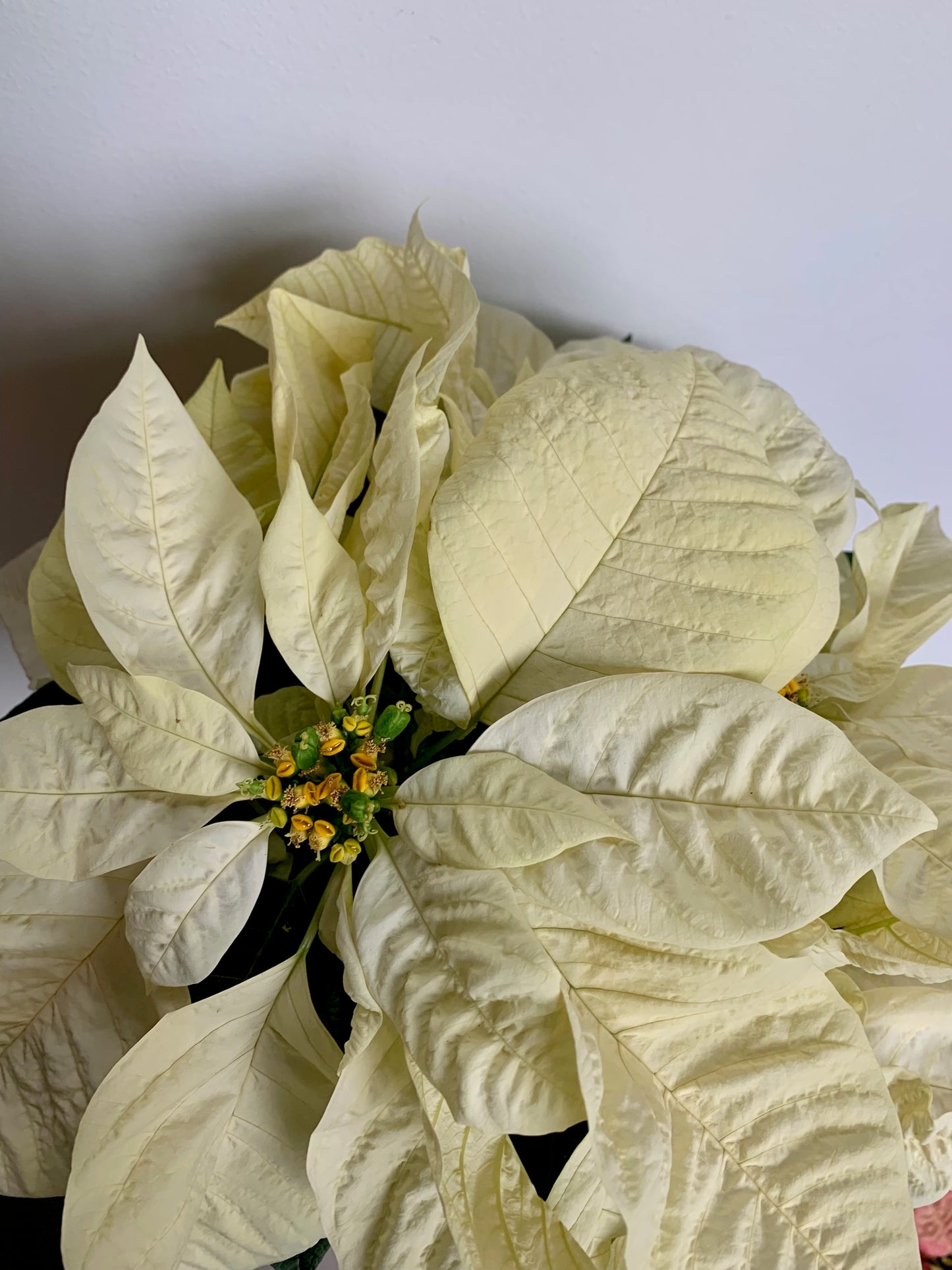 Poinsettia