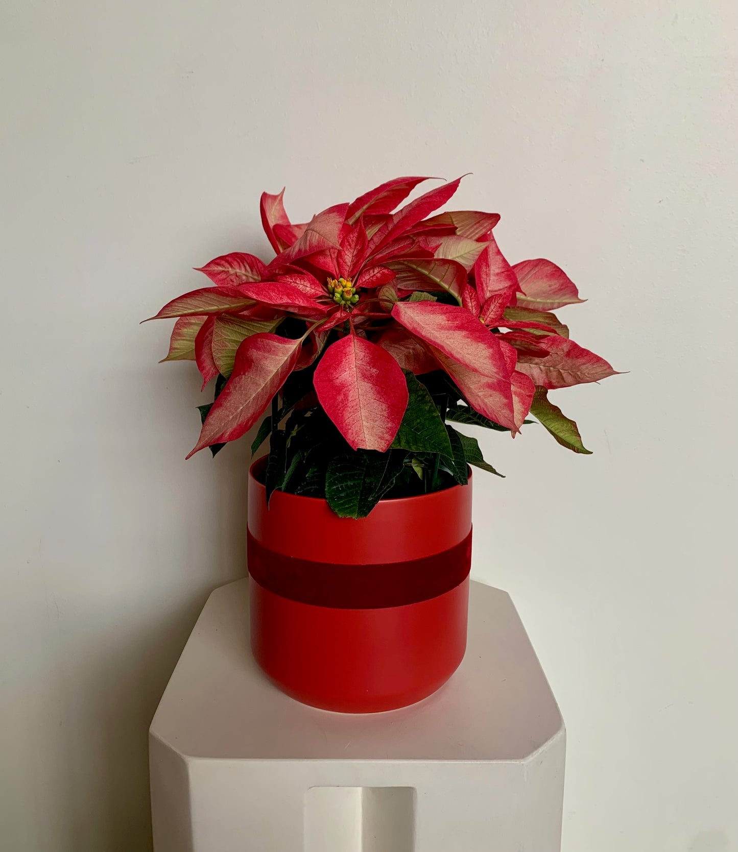 Poinsettia