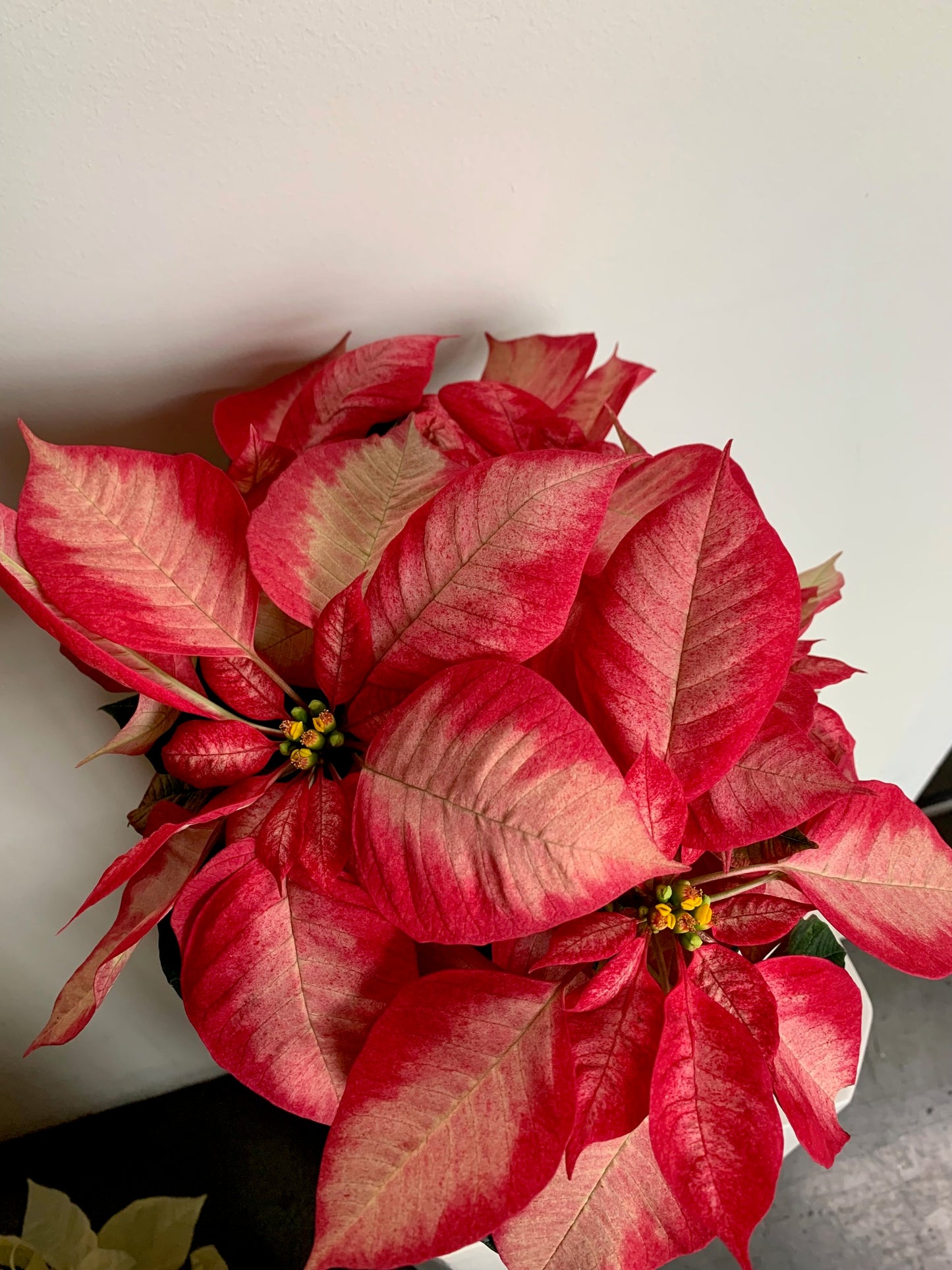 Poinsettia