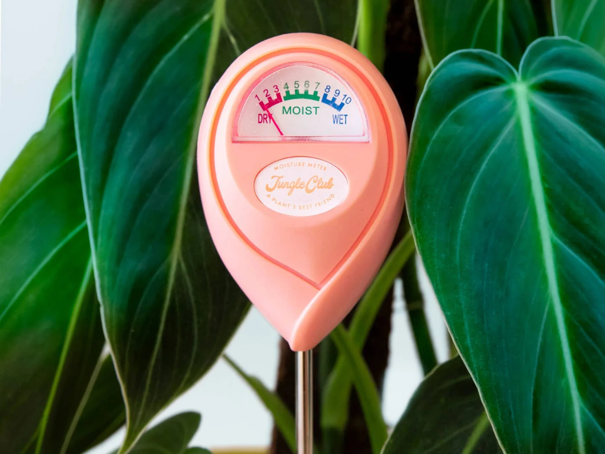 Moisture Meter - Grapefruit