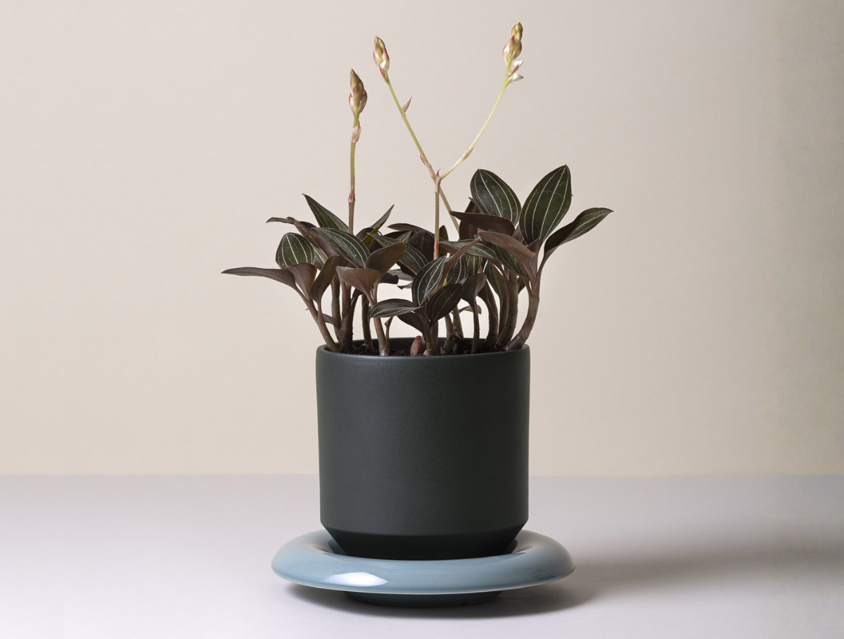 5" Lily Glazed Saucer - Misty Blue