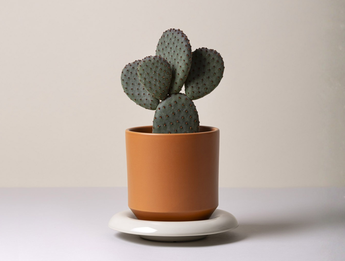 5" Lily Glazed Saucer - Sandstone