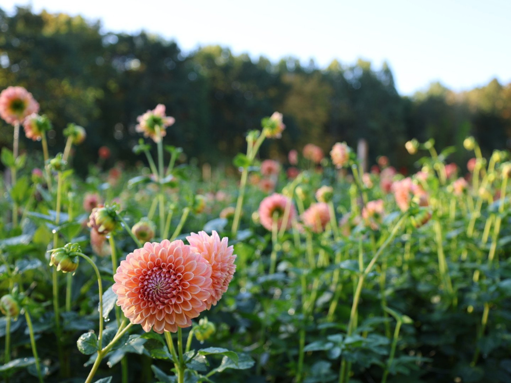 Mixed Dahlia Tubers - Pink Mix - 3 Tubers