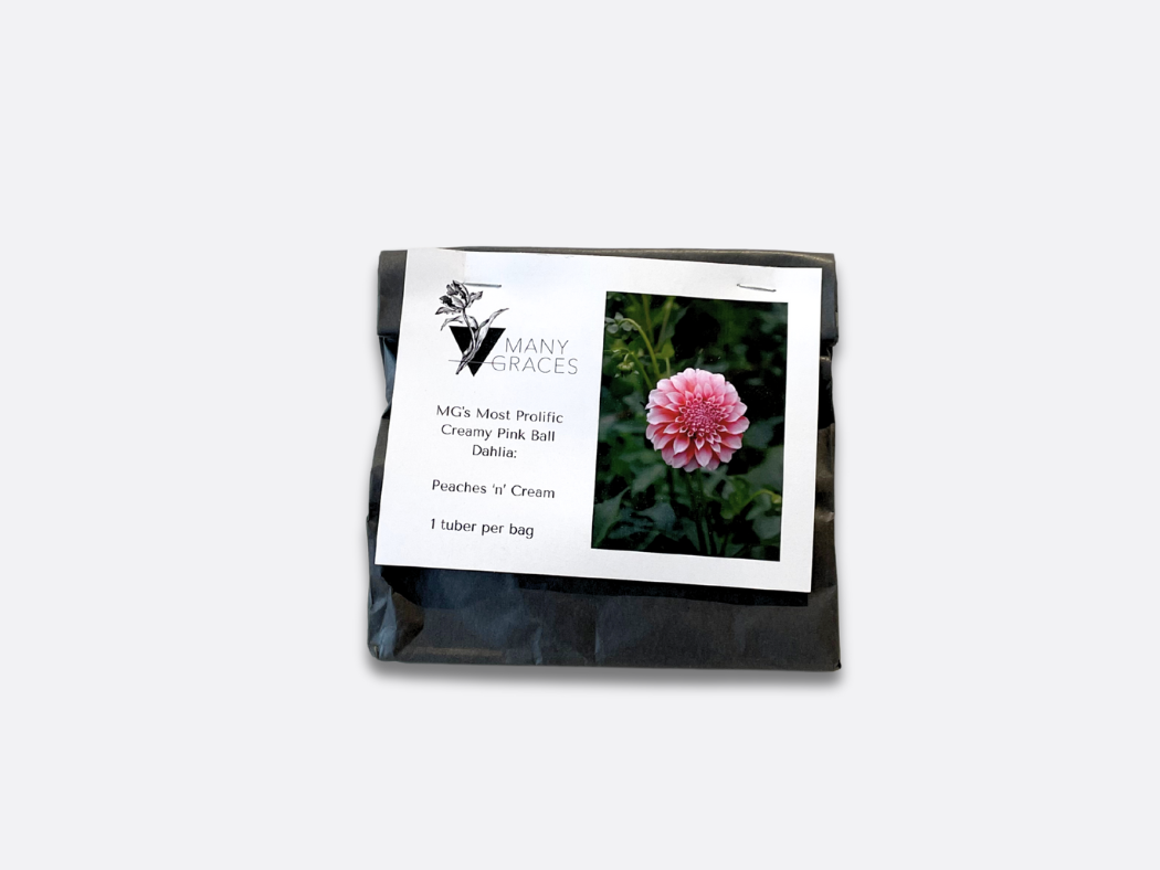 Creamy Pink Ball Dahlia - Peaches 'n' Cream - 1 Tuber