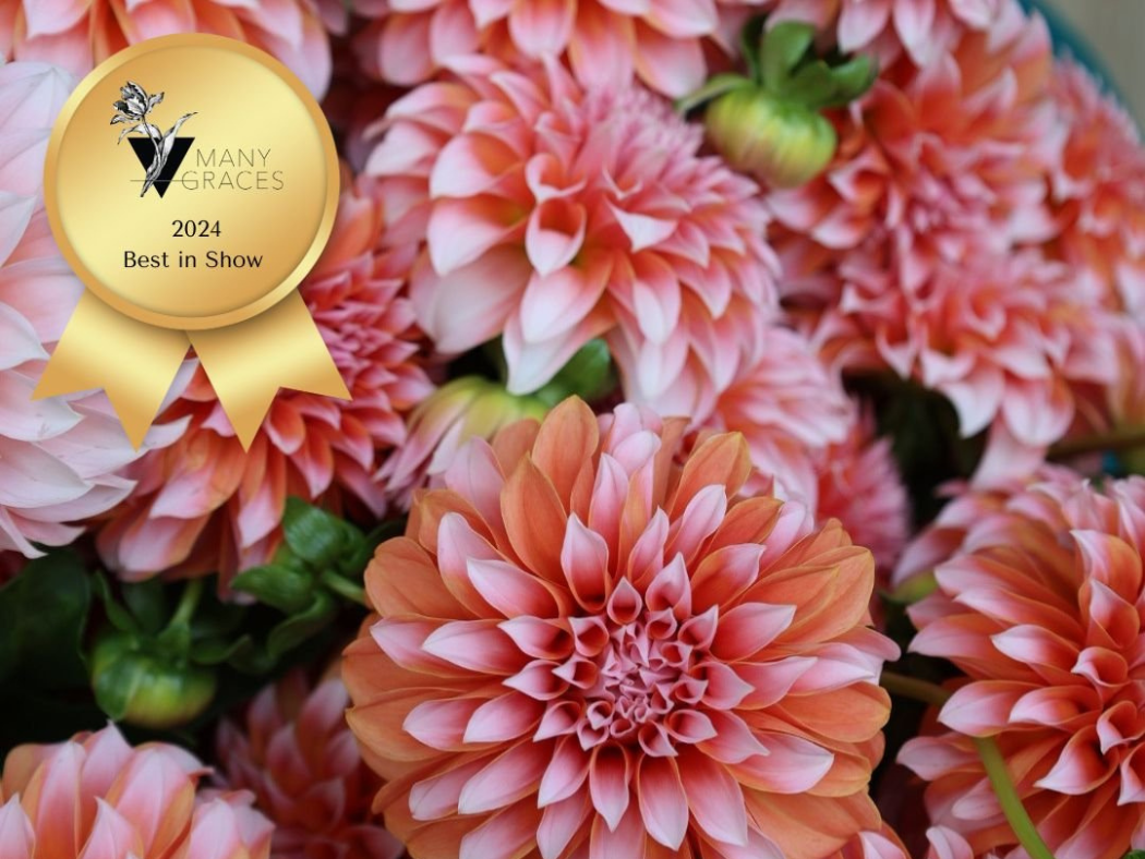 Creamy Pink Ball Dahlia - Peaches 'n' Cream - 1 Tuber