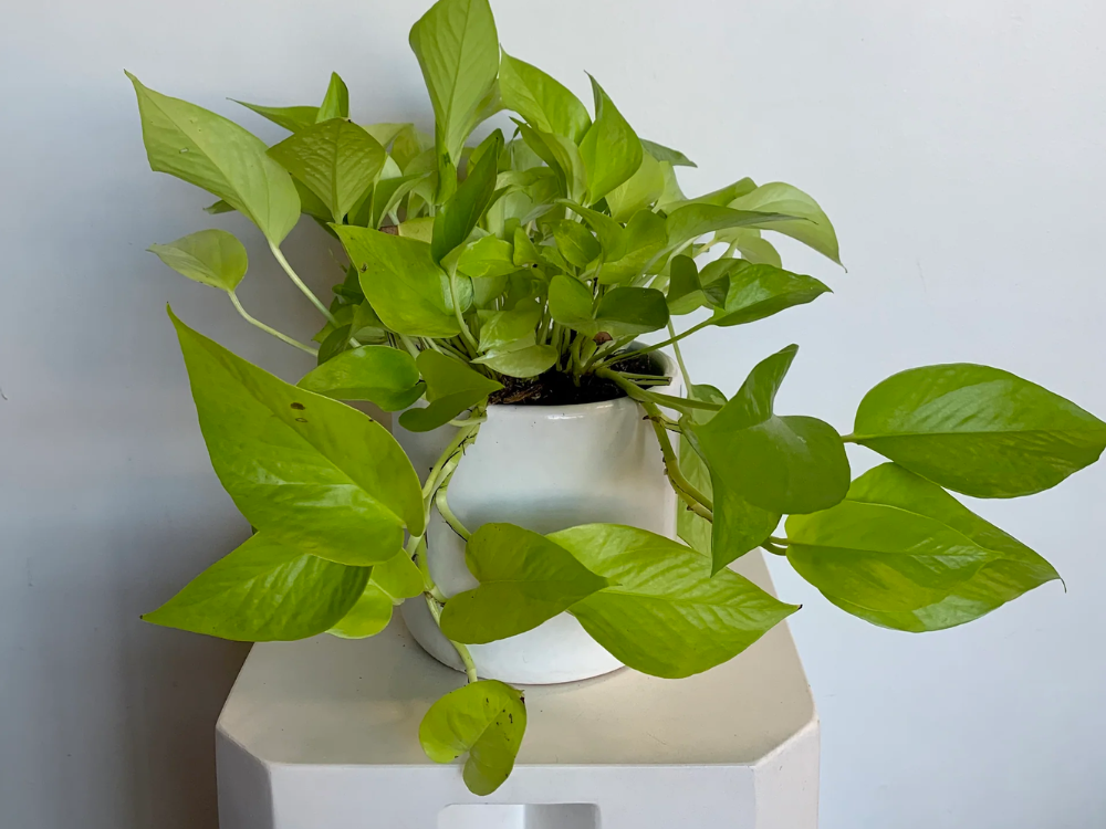 pothos delivery Potted Pothos – Beet & Yarrow