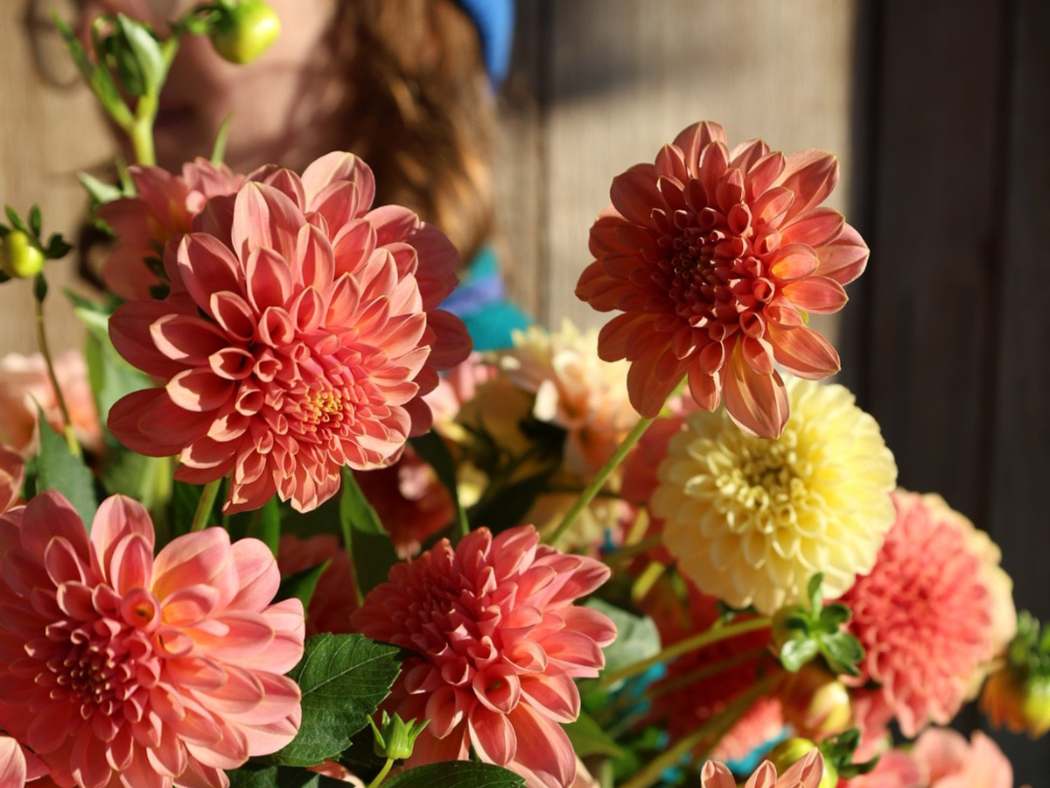 Mixed Dahlia Tubers - Sunset Mix - 3 Tubers