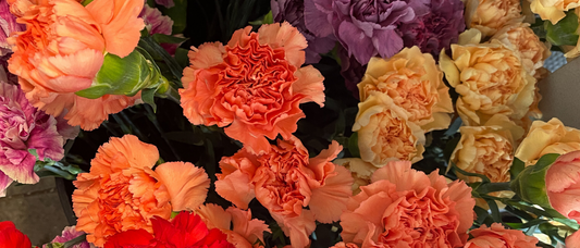 In Defense of Carnations