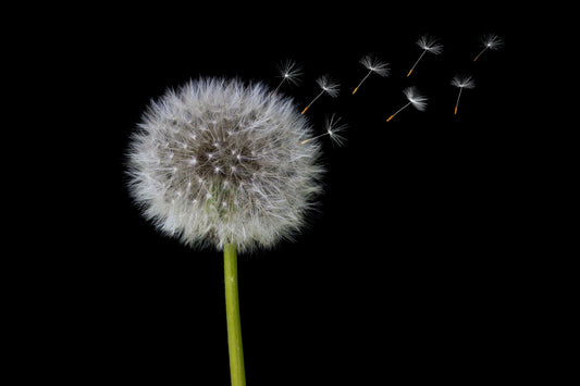 A dandelion blowing in the wind