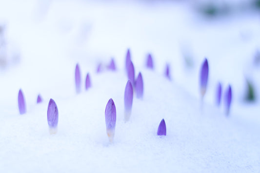 Garden Prep, Vol. 1: Late Winter