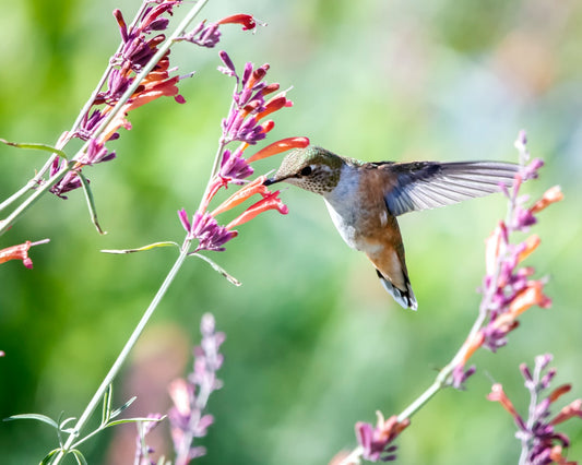 The Science Series: All About Pollinators