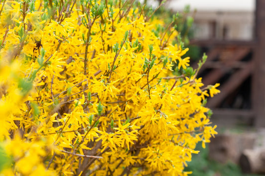 Ode to Late Spring