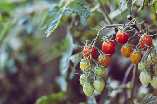 Garden Prep, Vol. 2: Early Spring