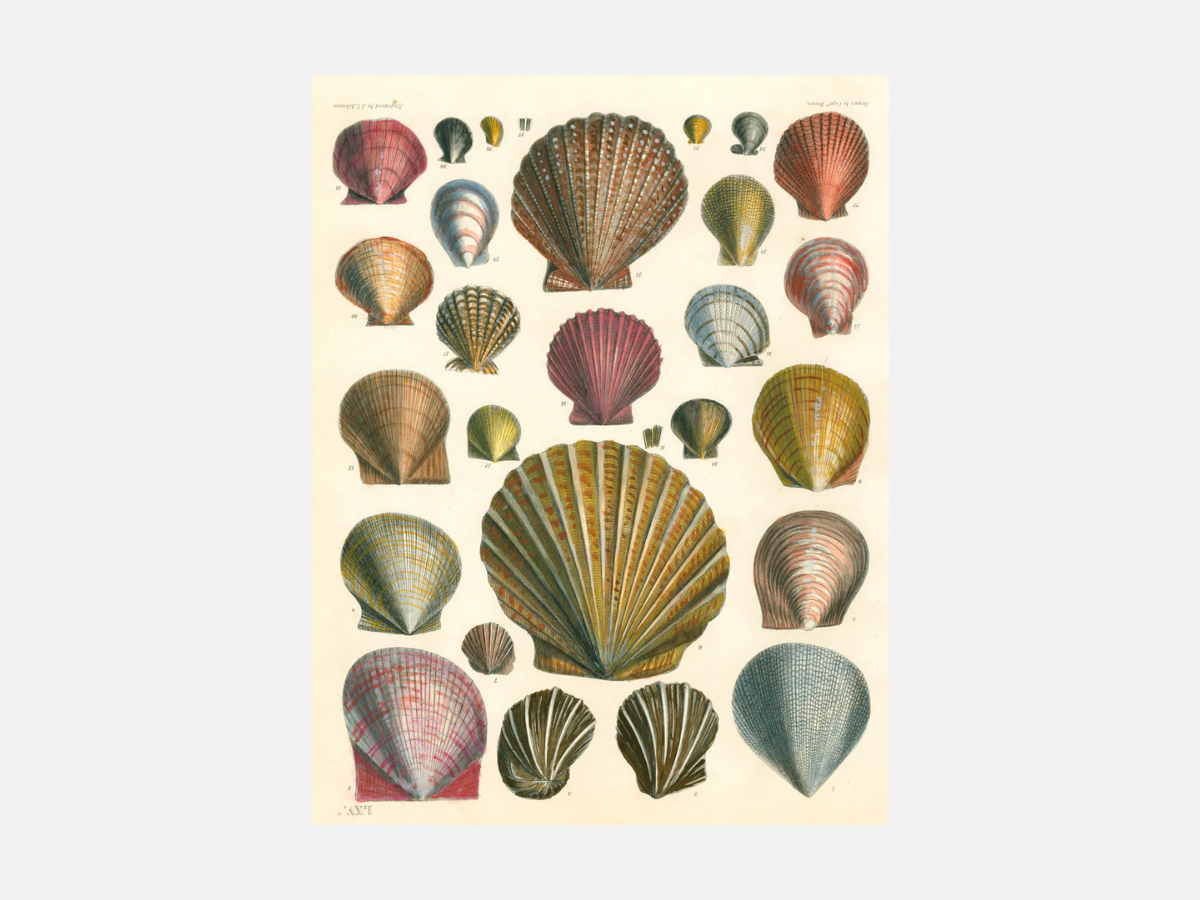 John Derian Paper Goods: Wrapping Paper & Gift Tags