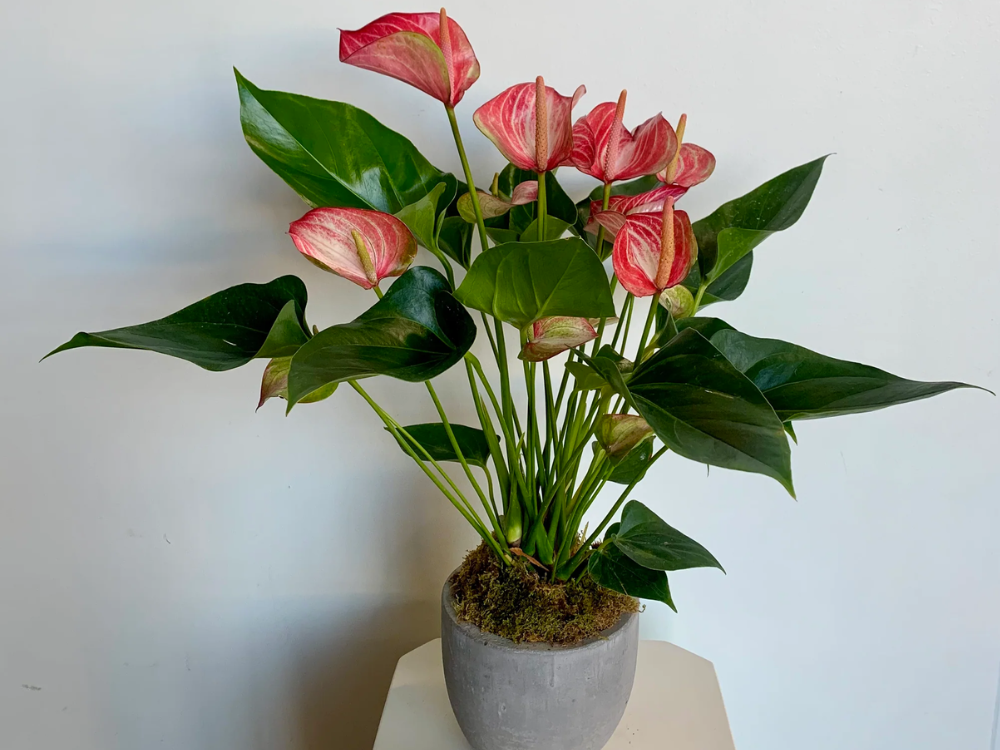 Potted Anthurium