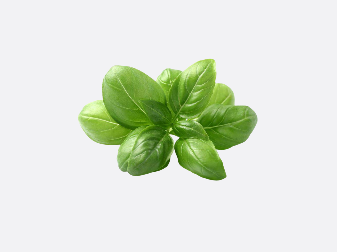 Schoepp Seeds - Basil