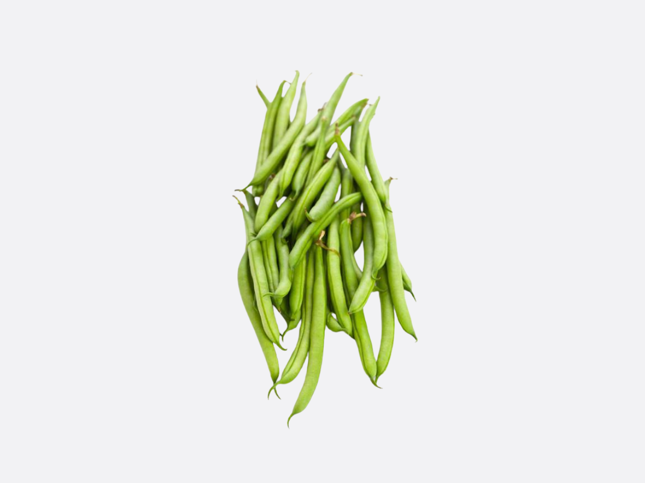 Schoepp Seeds - Beans