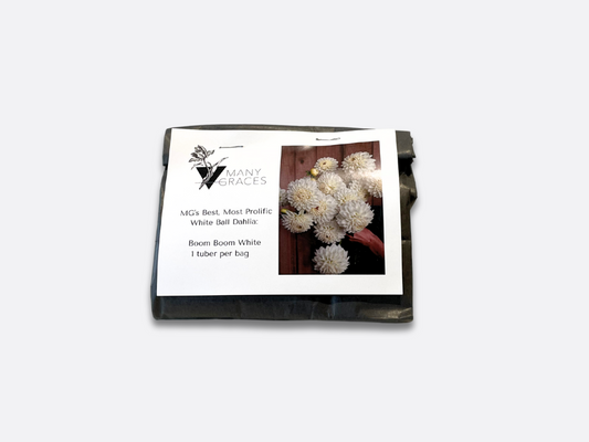 White Ball Dahlia - Boom Boom White - 1 Tuber