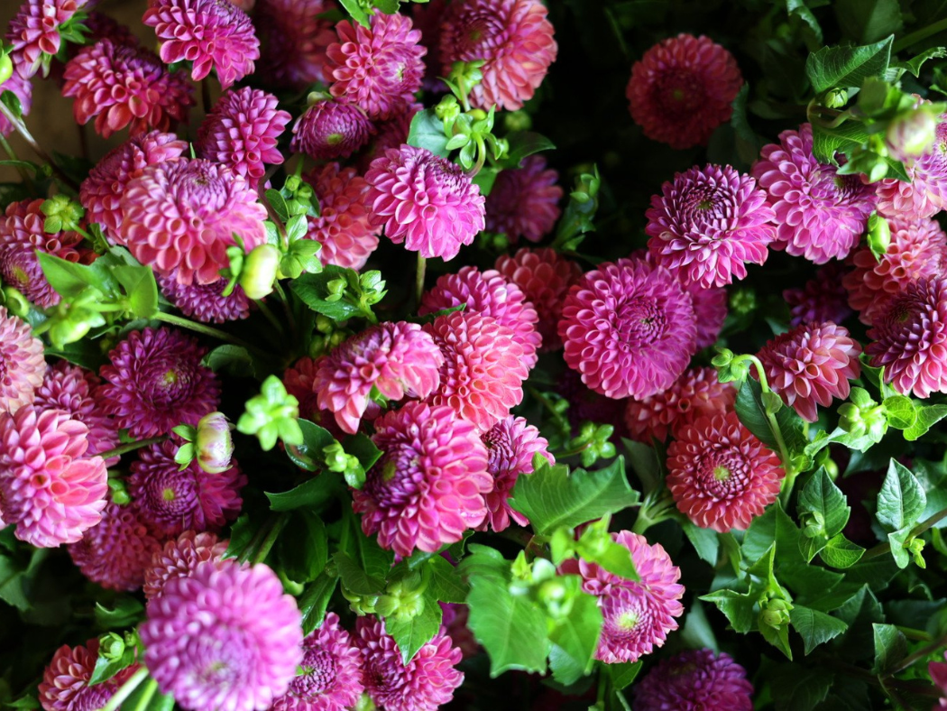 Mixed Dahlia Tubers - Pink Mix - 3 Tubers