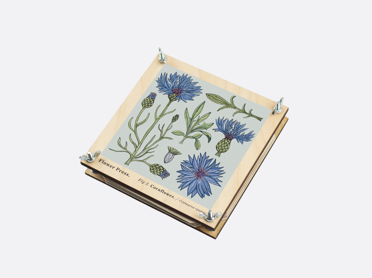 Flower Press - Cornflower