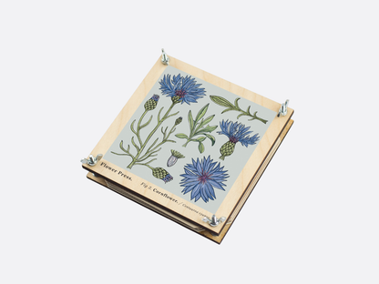 Flower Press - Cornflower