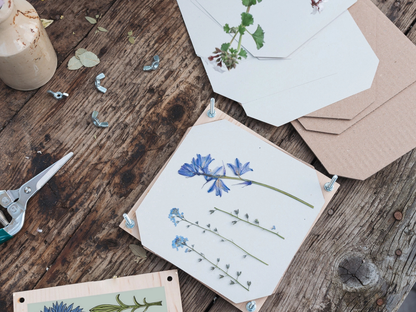 Flower Press - Cornflower