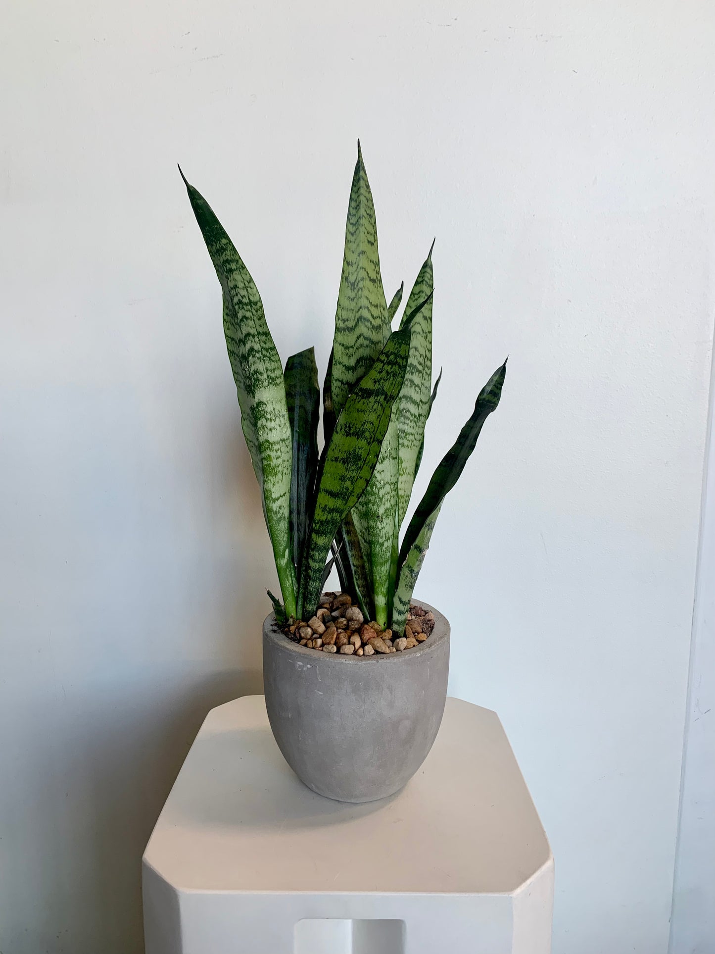 Potted Sansevieria