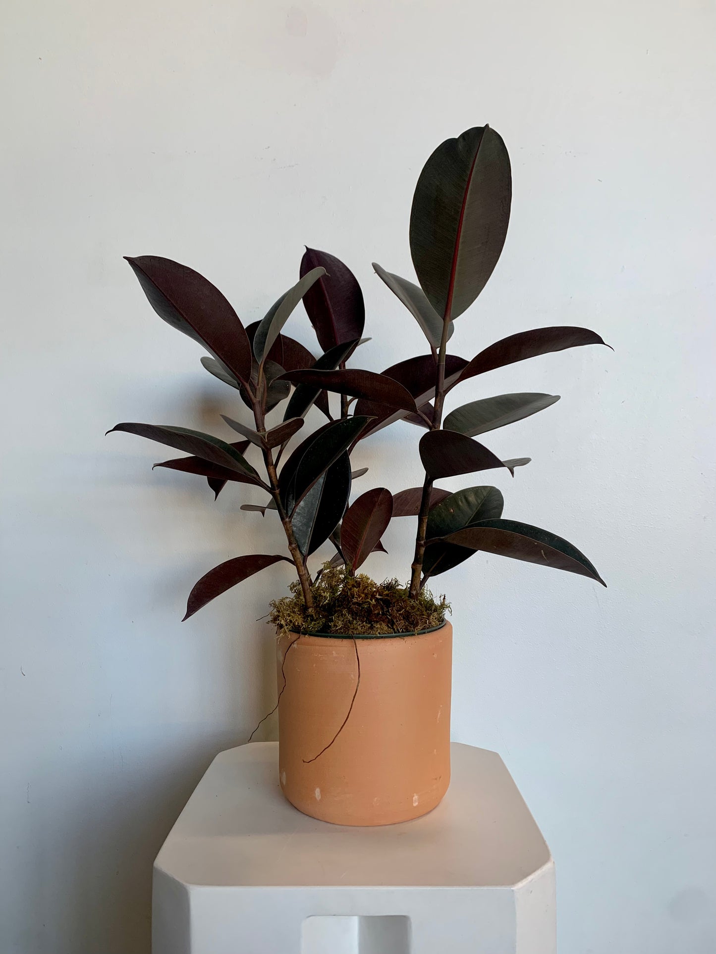 Potted Rubber Plant