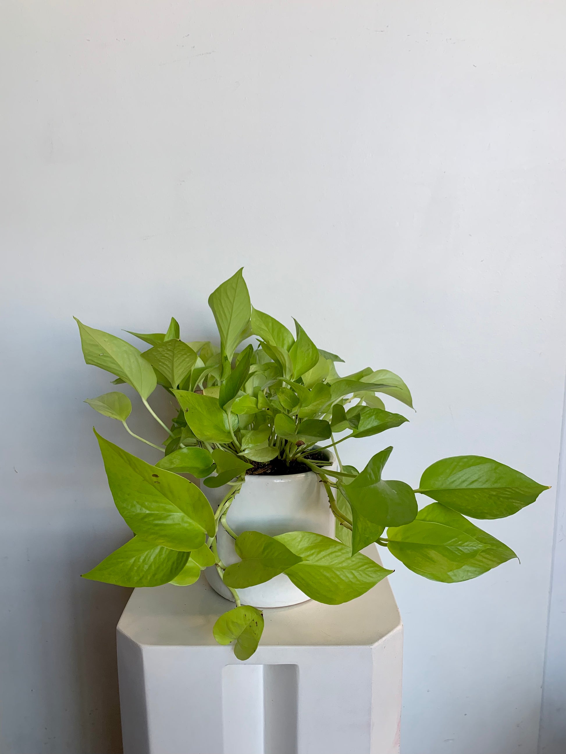 what size planter for pothos Potted Pothos