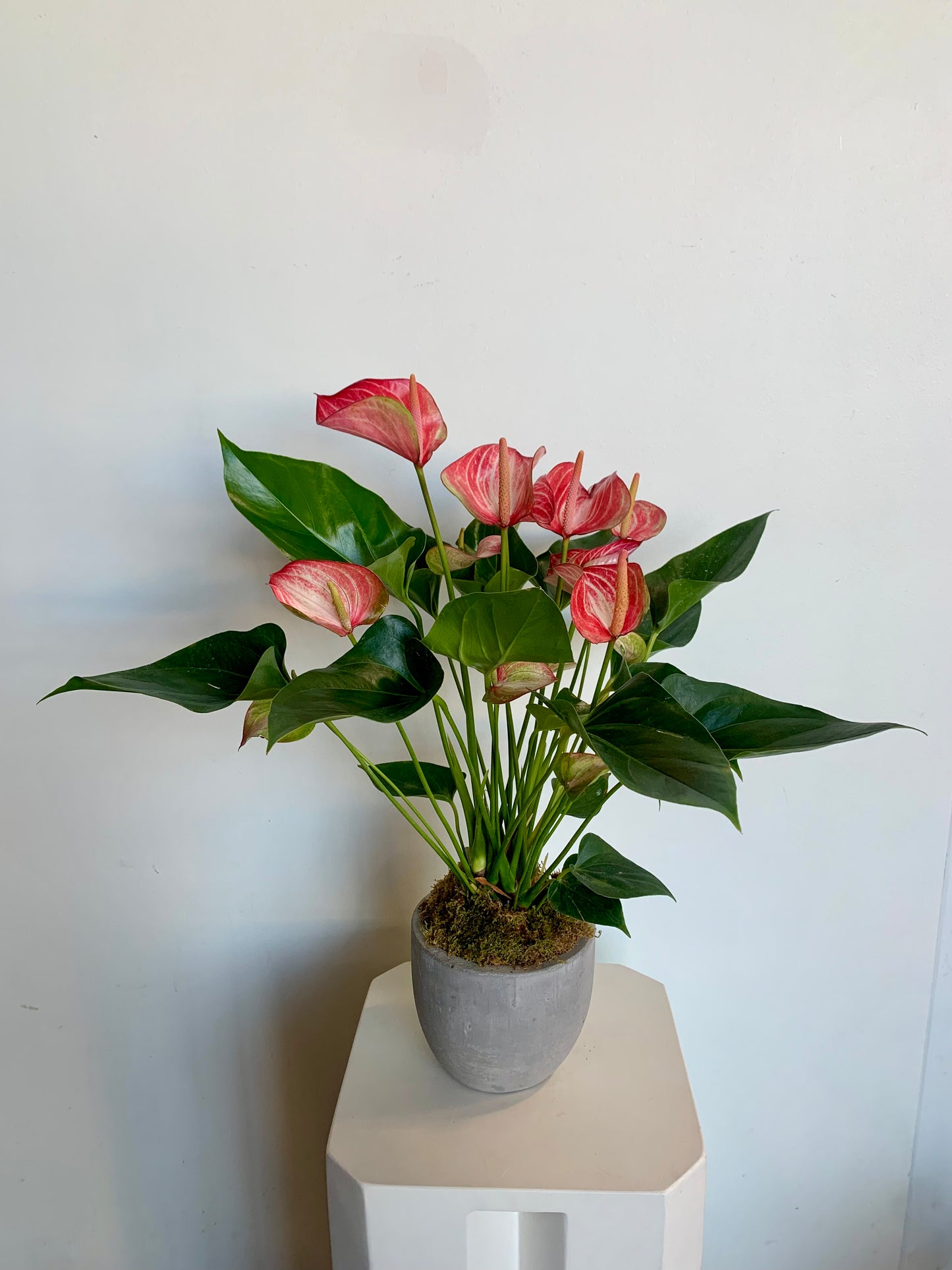 Potted Anthurium