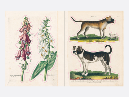 John Derian Sticker Book