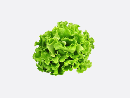 Schoepp Seeds - Lettuce