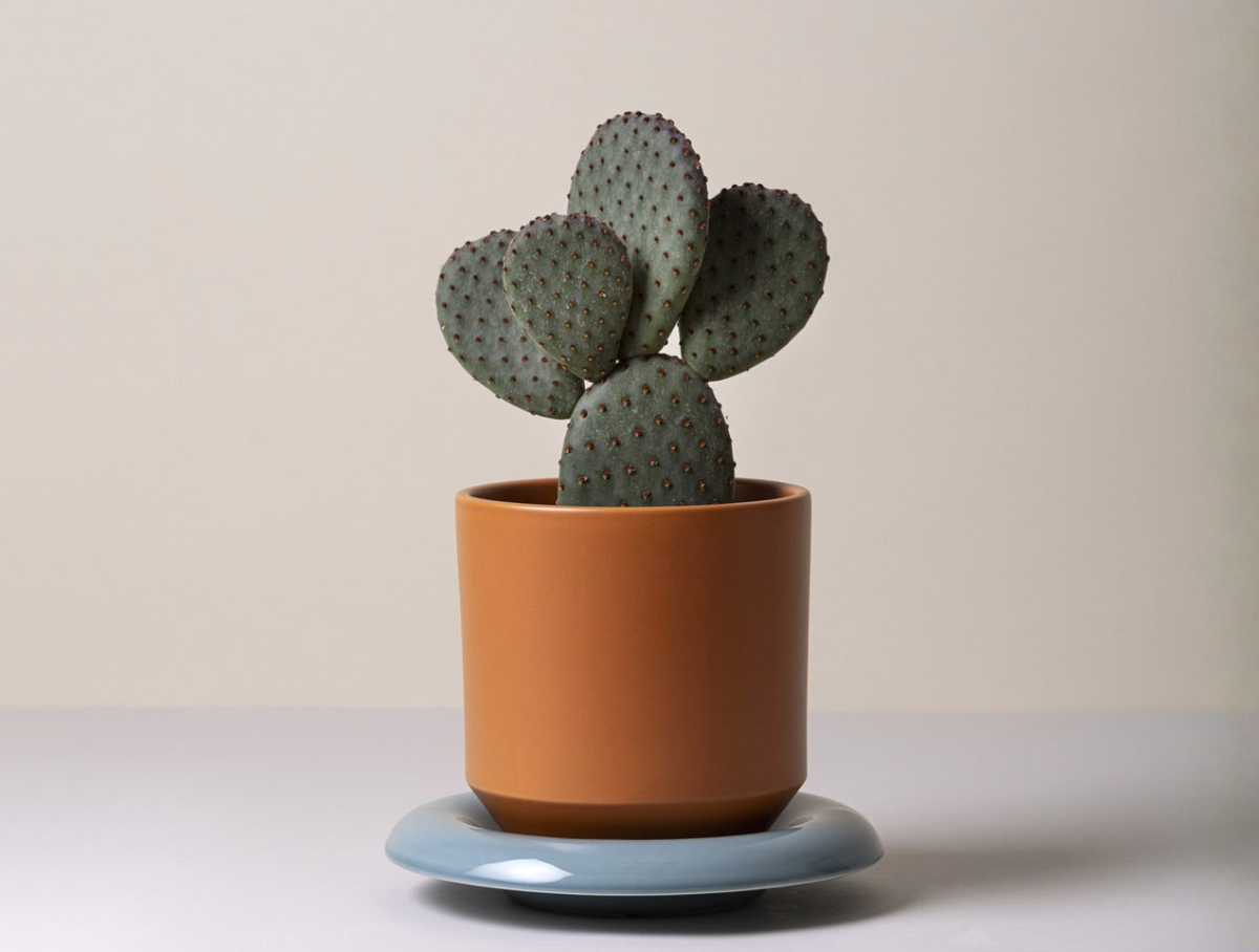 5" Lily Glazed Saucer - Misty Blue