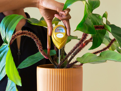 Moisture Meter - Green