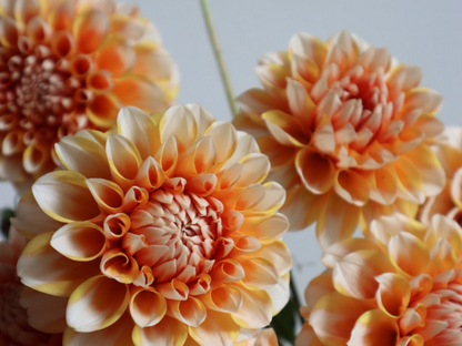 Mixed Dahlia Tubers - Sunset Mix - 3 Tubers