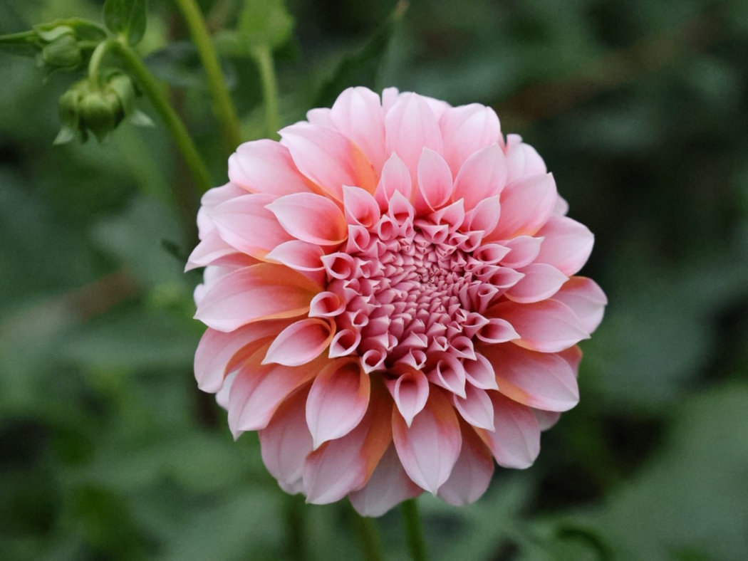 Creamy Pink Ball Dahlia - Peaches 'n' Cream - 1 Tuber