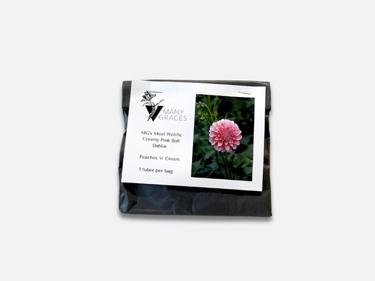 Creamy Pink Ball Dahlia - Peaches 'n' Cream - 1 Tuber