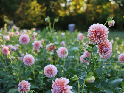 Mixed Dahlia Tubers - Pink Mix - 3 Tubers