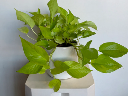 pothos plant delivery Potted Pothos – Beet & Yarrow