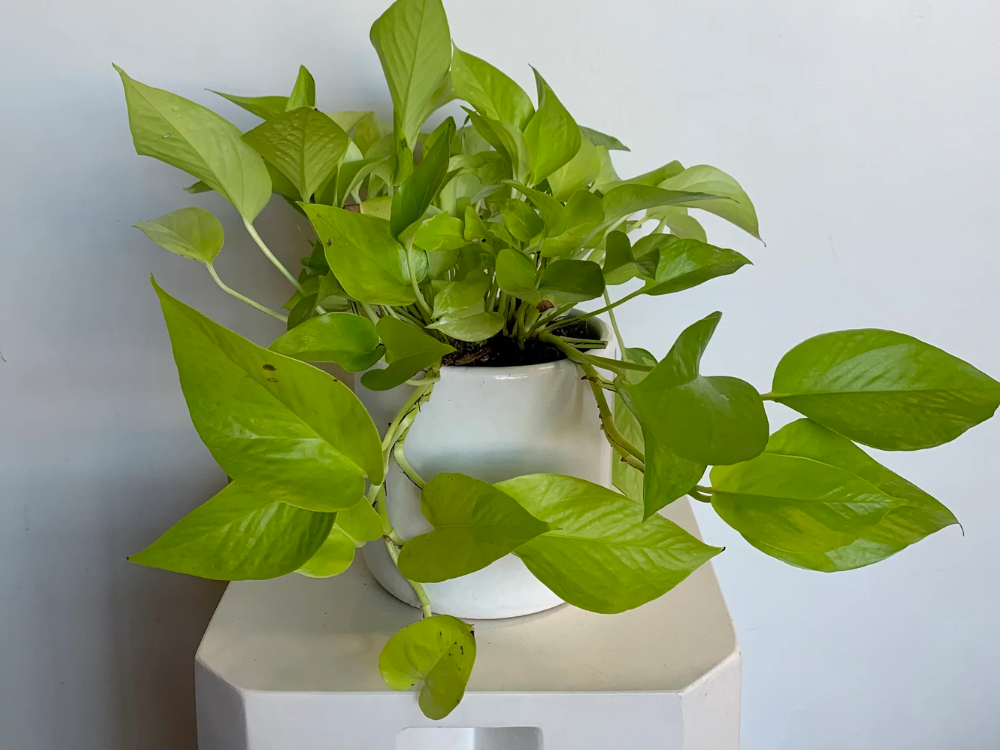 Potted Pothos