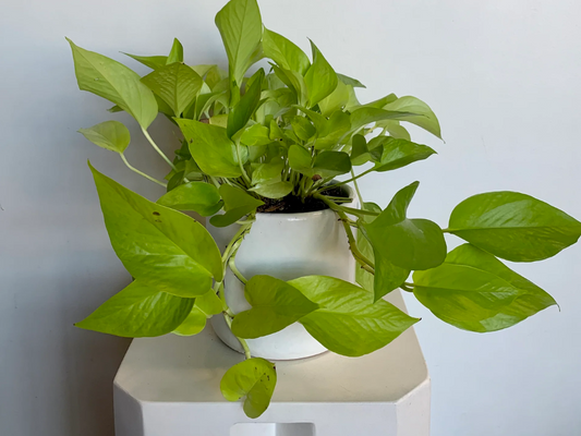 Potted Pothos