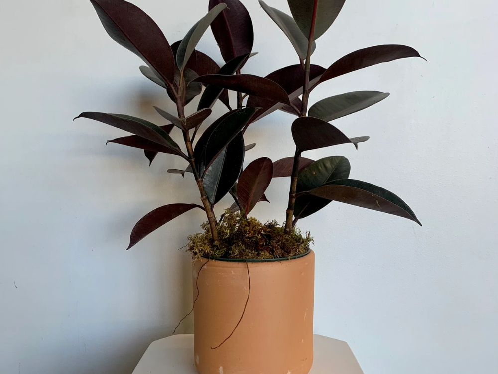 Potted Rubber Plant