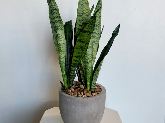 Potted Sansevieria