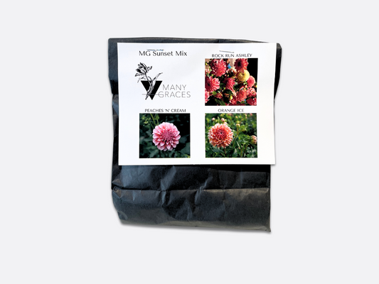 Mixed Dahlia Tubers - Sunset Mix - 3 Tubers